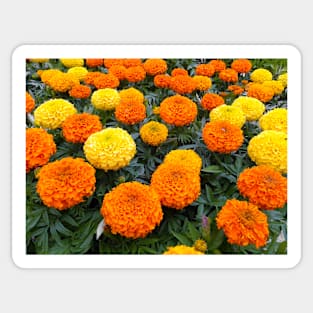 Marigolds Sticker